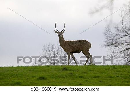 France, Haute Saone, Private park, Red Deer (Cervus elaphus), leucic form. View Large Photo Image Stock Photo - France, Haute Saone, Private park, Red Deer (Cervus elaphus), leucic form.. Fotosearch