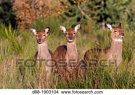France, Haute Saone, Private park, Sika Deer, Cervus nippon, standing in grass, female and young View Large Photo Image Picture - France, Haute Saone, Private park, Sika Deer, Cervus nippon, standing in grass, female and young. Fotosearch