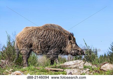France, Haute Saone, Private park, Wild Boar ( Sus scrofa ), male after a mud bath in a puddle. View Large Photo Image Picture - France, Haute Saone, Private park, Wild Boar ( Sus scrofa ), male after a mud bath in a puddle.. Fotosearch