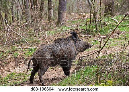 France, Haute Saone, Private park, Wild Boar ( Sus scrofa ), male. View Large Photo Image Stock Image - France, Haute Saone, Private park, Wild Boar ( Sus scrofa ), male.. Fotosearch