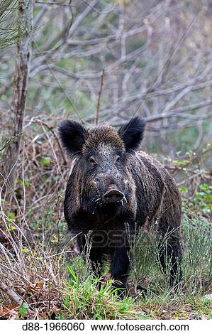 Stock Image - France, Haute Saone, Private park, Wild Boar ( Sus scrofa ), male.. Fotosearch