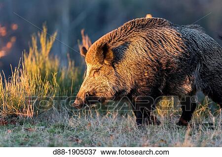 Stock Photo - France, Haute Saone, Private park, Wild Boar, Sus scrofa. Fotosearch