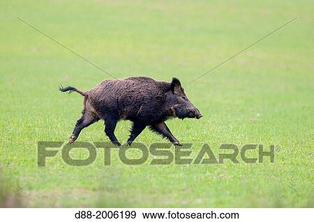 France, Haute Saone, Private park, Wild Boar ( Sus scrofa ), male. View Large Photo Image Stock Photo - France, Haute Saone, Private park, Wild Boar ( Sus scrofa ), male.. Fotosearch