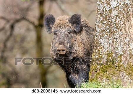 France, Haute Saone, Private park, Wild Boar ( Sus scrofa ), male. View Large Photo Image Stock Photography - France, Haute Saone, Private park, Wild Boar ( Sus scrofa ), male.. Fotosearch