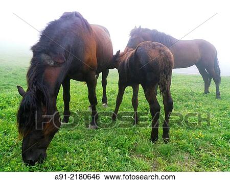 France, Hautes-Alpes department, Queyras natural park, black horses grazing in midst View Large Photo Image Stock Photograph - France, Hautes-Alpes department, Queyras natural park, black horses grazing in midst. Fotosearch
