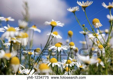 Stock Photography - France, Ile-de-France, Provins, camomile field. Fotosearch