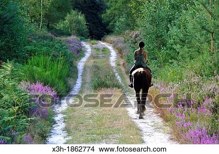 France, Ile-De-France Region, Yvelines Department, Forest Of Rambouillet, Horseback Rider on Path Lined with Erica Flowering Plants View Large Photo Image Picture - France, Ile-De-France Region, Yvelines Department, Forest Of Rambouillet, Horseback Rider on Path Lined with Erica Flowering Plants. Fotosearch