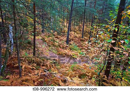 france,? le de france, for? t, pins et foug? res en automne View Large Photo Image Stock Image - france,? le de france, for? t, pins et foug? res en automne. Fotosearch