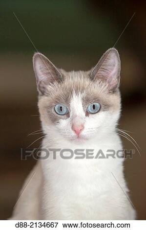 France, Loiret, Sologne, Snowshoes cat, new breed of domestic cat, obtained from a cross between Siamese cat with American Shorthair cat bicolor and Sacred cat of Burma. View Large Photo Image Stock Photo - France, Loiret, Sologne, Snowshoes cat, new breed of domestic cat, obtained from a cross between Siamese cat with American Shorthair cat bicolor and Sacred cat of Burma.. Fotosearch