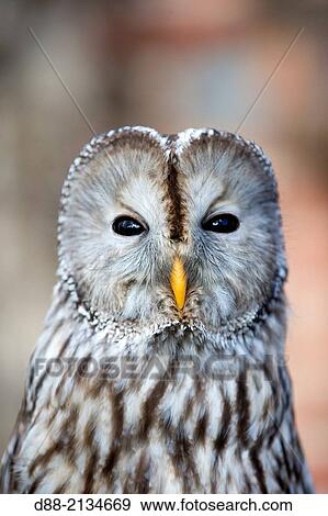 France, Loiret, Sologne, Ural Owl (Strix uralensis), close up. View Large Photo Image Stock Photo - France, Loiret, Sologne, Ural Owl (Strix uralensis), close up.. Fotosearch