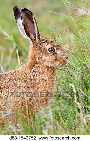 France, Lot, European hare Lepus capensis. View Large Photo Image Stock Image - France, Lot, European hare Lepus capensis.. Fotosearch