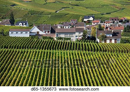 France, Marne, Champagne Region, Oger, town and vineyards, autumn View Large Photo Image Stock Image - France, Marne, Champagne Region, Oger, town and vineyards, autumn. Fotosearch