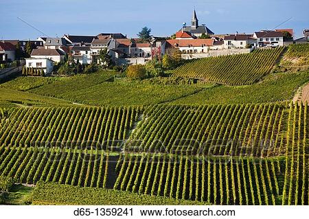 France, Marne, Champagne Region, Cramant, town and vineyards, autumn View Large Photo Image Stock Image - France, Marne, Champagne Region, Cramant, town and vineyards, autumn. Fotosearch