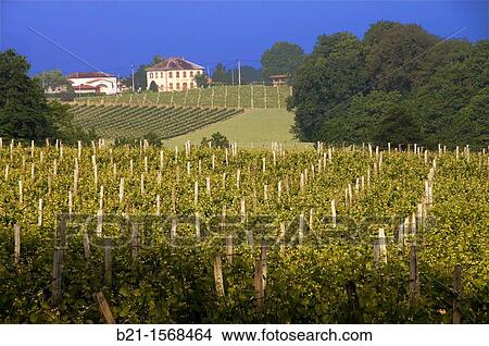 France, Midi Pyr? n? es, Gers, vineyards around Eauze, for the famed wines of gascogne and Armagnac. View Large Photo Image Picture - France, Midi Pyr? n? es, Gers, vineyards around Eauze, for the famed wines of gascogne and Armagnac.. Fotosearch