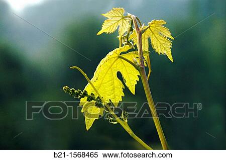 France, Midi Pyr? n? es, Gers, spring in the vineyards around Eauze, to make the famed wines of Gascogne and the Armagnac. View Large Photo Image Stock Photography - France, Midi Pyr? n? es, Gers, spring in the vineyards around Eauze, to make the famed wines of Gascogne and the Armagnac.. Fotosearch