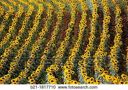 France-Midi Pyr? nn? es-Gers- Pilgrimage way to Santiago de Compostela Sunflowers near Manciet. View Large Photo Image Stock Image - France-Midi Pyr? nn? es-Gers- Pilgrimage way to Santiago de Compostela Sunflowers near Manciet.. Fotosearch