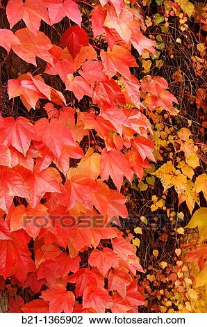 Stock Image - France-Midi Pyren? es-Gers- autumn at Manciet.. Fotosearch