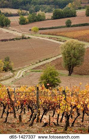 France, Midi-Pyrenees Region, Tarn Department, Gaillac, vineyard in autumn View Large Photo Image Stock Photo - France, Midi-Pyrenees Region, Tarn Department, Gaillac, vineyard in autumn. Fotosearch