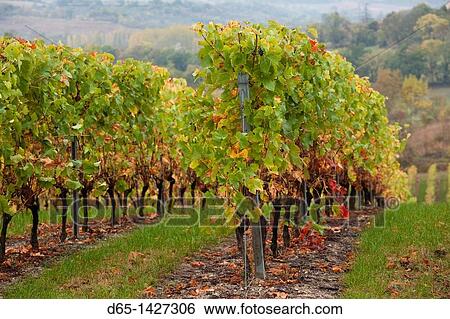 France, Midi-Pyrenees Region, Tarn Department, Ste-Croix, vineyards in autumn View Large Photo Image Stock Photograph - France, Midi-Pyrenees Region, Tarn Department, Ste-Croix, vineyards in autumn. Fotosearch