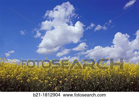 France-Poitou Charente- Charente- Rape field in the landscape near Angoul? me. View Large Photo Image Picture - France-Poitou Charente- Charente- Rape field in the landscape near Angoul? me.. Fotosearch