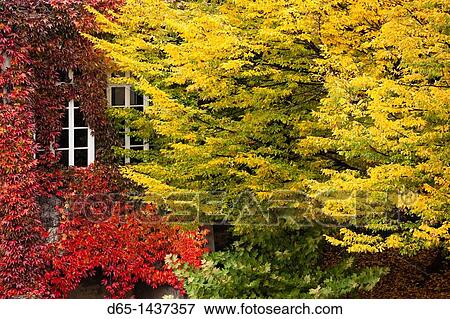 Stock Photo - France, Poitou-Charentes Region, Charente Department, Cognac, ivy covered building in autumn. Fotosearch