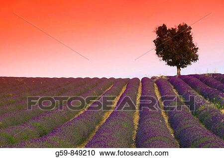 France, Provence-Alpes-C? te d? Azur, Alpes-de-Haute-Provence, Valensole, Lavender Fields View Large Photo Image Stock Image - France, Provence-Alpes-C? te d? Azur, Alpes-de-Haute-Provence, Valensole, Lavender Fields. Fotosearch
