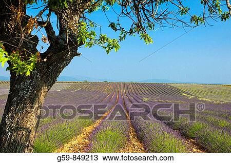 France Provence-Alpes-C? te d? Azur, Alpes-de-Haute-Provence Valensole Lavendar Fields View Large Photo Image Stock Image - France Provence-Alpes-C? te d? Azur, Alpes-de-Haute-Provence Valensole Lavendar Fields. Fotosearch