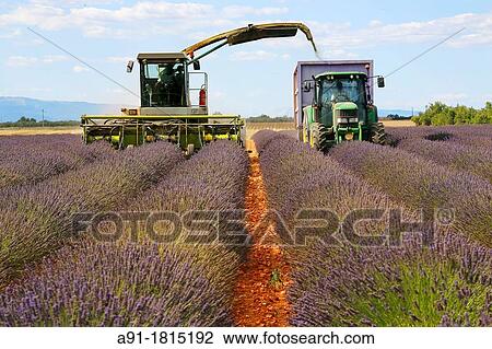 France, Provence, Alpes de Haute Provence 04, ville de Valensole, lavender fields on the Plateau, collecting the flowers in july View Large Photo Image Stock Image - France, Provence, Alpes de Haute Provence 04, ville de Valensole, lavender fields on the Plateau, collecting the flowers in july. Fotosearch
