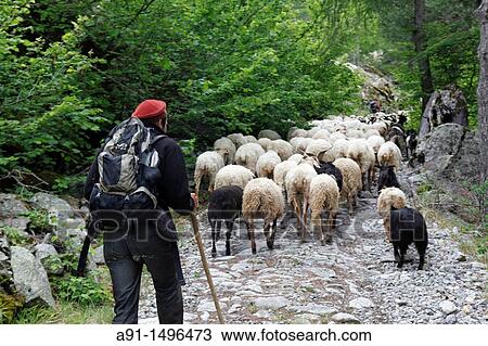 France, Provence, Alpes maritimes 06, Roya valley, Tende, casterino, gate of the Valley of Marvels, Pascal Bonneville shepherd from La Brigue leading his herd of sheeps to the summer fields View Large Photo Image Stock Image - France, Provence, Alpes maritimes 06, Roya valley, Tende, casterino, gate of the Valley of Marvels, Pascal Bonneville shepherd from La Brigue leading his herd of sheeps to the summer fields. Fotosearch