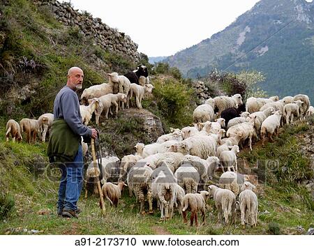 France, Provence, Alpes Maritimes (06), Saorge, sheep grower in his mountain property View Large Photo Image Stock Image - France, Provence, Alpes Maritimes (06), Saorge, sheep grower in his mountain property. Fotosearch