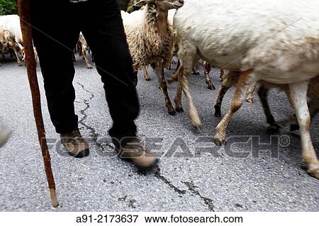 France, Provence, Alpes maritimes (06), Roya valley, Tende, casterino, gate of the Valley of Marvels, shepherd from La Brigue leading his herd of sheeps to the summer fields View Large Photo Image Stock Photo - France, Provence, Alpes maritimes (06), Roya valley, Tende, casterino, gate of the Valley of Marvels, shepherd from La Brigue leading his herd of sheeps to the summer fields. Fotosearch