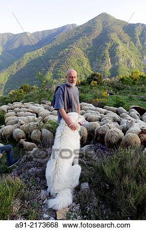 Stock Photo - France, Provence, Alpes Maritimes (06), Roya Valley, perched village of Saorge, sheep breeder in Peyremount. Fotosearch