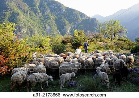 France, Provence, Alpes Maritimes (06), Roya Valley, perched village of Saorge, sheep breeder in Peyremount View Large Photo Image Stock Photograph - France, Provence, Alpes Maritimes (06), Roya Valley, perched village of Saorge, sheep breeder in Peyremount. Fotosearch