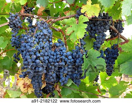 France, Provence, Gironde (33), city of Sainte Foy la Grande on river Dordogne, vineyards, ripe grapes in september View Large Photo Image Stock Image - France, Provence, Gironde (33), city of Sainte Foy la Grande on river Dordogne, vineyards, ripe grapes in september. Fotosearch
