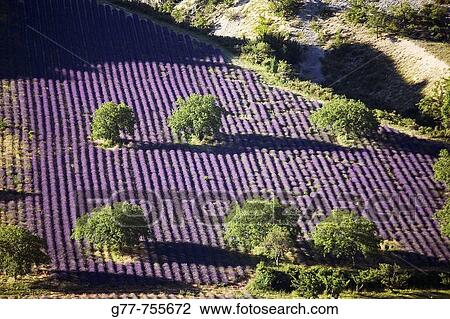 France Provence Sault en Provence Lavender fields View Large Photo Image Stock Image - France Provence Sault en Provence Lavender fields. Fotosearch
