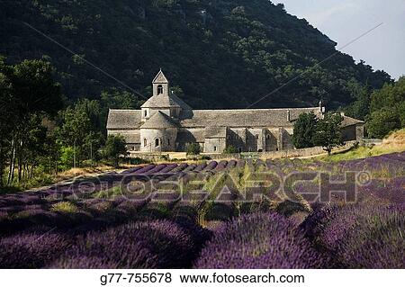 Stock Photo - France Provence Vaucluse, Senanque Abbey Lavender field. Fotosearch