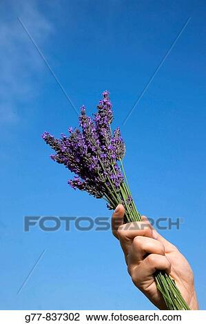 France Provence Woman in Lavender field MODEL RELEASE 1109 View Large Photo Image Stock Image - France Provence Woman in Lavender field MODEL RELEASE 1109. Fotosearch