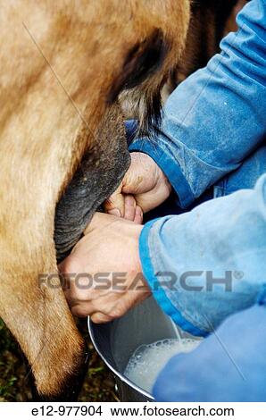 Picture - France, Pyrenees mounts, Pyrenees-Atlantic department, Ossau valley.. Fotosearch