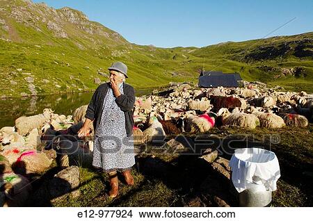 France, Pyrenees mounts, Pyrenees-Atlantic department, Aspe valley, familly Domengeus Nouqueret summer farm, milking time. View Large Photo Image Picture - France, Pyrenees mounts, Pyrenees-Atlantic department, Aspe valley, familly Domengeus Nouqueret summer farm, milking time.. Fotosearch