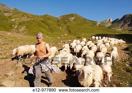 France, Pyrenees mounts, Pyrenees-Atlantic department, Ossau valley. View Large Photo Image Stock Image - France, Pyrenees mounts, Pyrenees-Atlantic department, Ossau valley.. Fotosearch