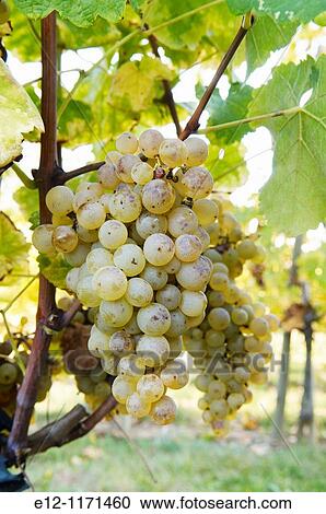 Stock Image - France, Tarn, Gaillac, wine producers Michel Issaly and father, domaine de la Ramaye.. Fotosearch