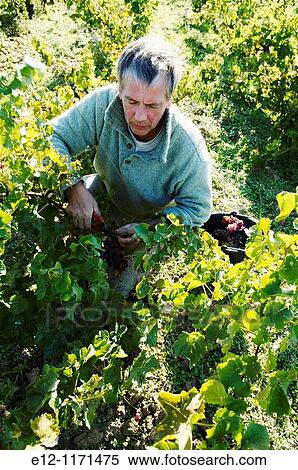 France, Tarn, Gaillac, wine producers, Bernard et Myriam Plageoles, harvest team on rose & white mauzac. View Large Photo Image Stock Photography - France, Tarn, Gaillac, wine producers, Bernard et Myriam Plageoles, harvest team on rose & white mauzac.. Fotosearch