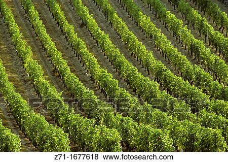France wineyard View Large Photo Image Stock Photo - France wineyard. Fotosearch