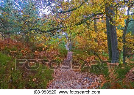 france,?le de france, for? t de rambouillet: chemin en automne View Large Photo Image Stock Image - france,?le de france, for? t de rambouillet: chemin en automne. Fotosearch