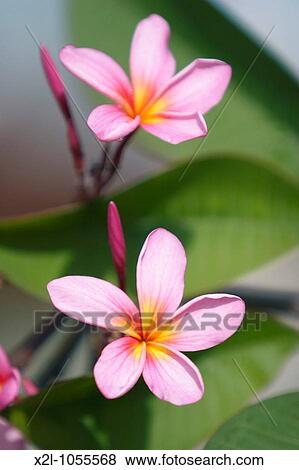 Frangipani flowers Langkawi, Malaysia View Large Photo Image Stock Photo - Frangipani flowers Langkawi, Malaysia. Fotosearch