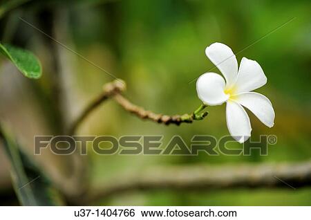 Frangipani View Large Photo Image Stock Photograph - Frangipani. Fotosearch