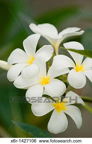 Frangipani View Large Photo Image Stock Photograph - Frangipani. Fotosearch