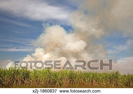 Stock Photo - Franklin, Louisiana - Sugar cane fields being burned at harvest time in southern Louisiana. Fotosearch
