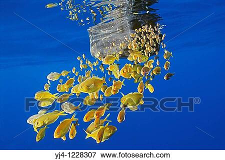 freckled driftfish, Psenes cyanophrys, sheltering under abandoned plastic gasoline tank in open ocean, offshore, Kona coast, Big Island, Hawaii, USA, Pacific Ocean View Large Photo Image Stock Photo - freckled driftfish, Psenes cyanophrys, sheltering under abandoned plastic gasoline tank in open ocean, offshore, Kona coast, Big Island, Hawaii, USA, Pacific Ocean. Fotosearch