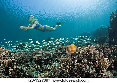 Stock Photo - Free diving over Coral Reef, Amed, Bali, Indonesia. Fotosearch